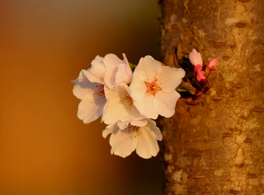 blossom2.jpg