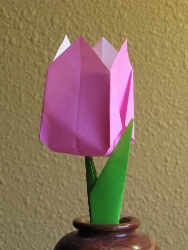 oritulip (188x250).jpg