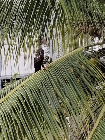 bird2.jpeg