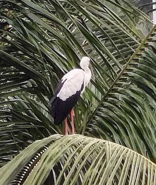 bird5.jpeg