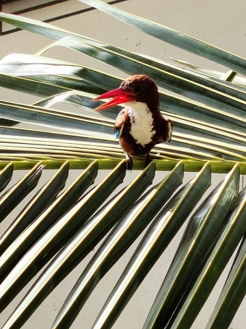bird_1.jpeg