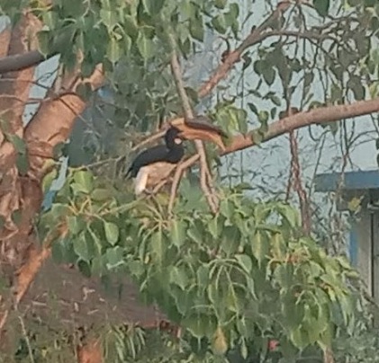 bird_6.jpeg