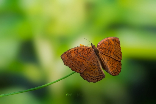 img_7052.jpeg