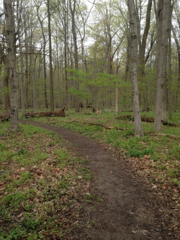 foresttrail.jpg