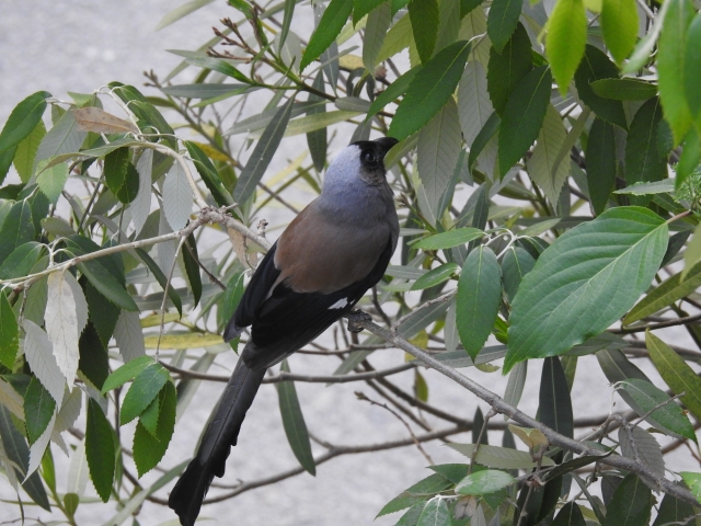 Grey_treepie.JPG