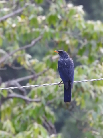 blue_whistling_thrush.JPG