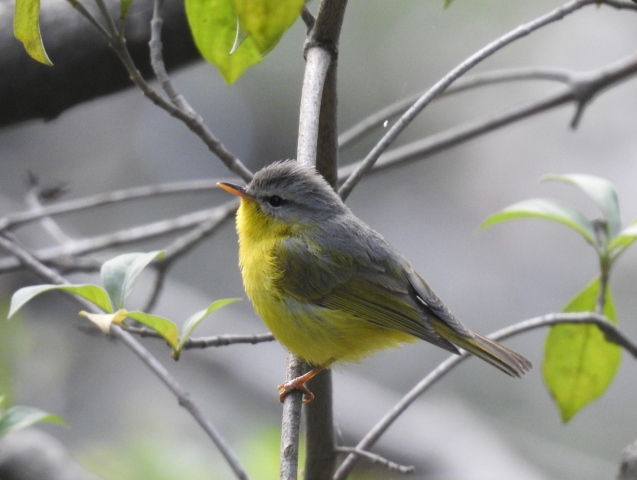 grey_headed_canary_flycatcher.JPG