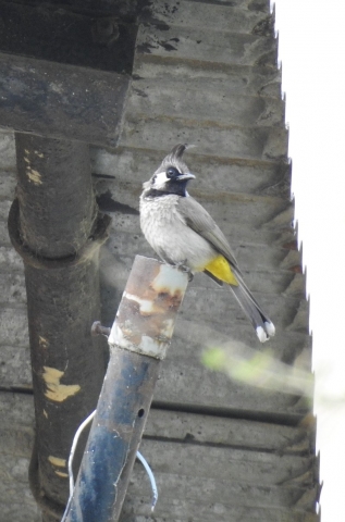 himalayan_bulbul.JPG