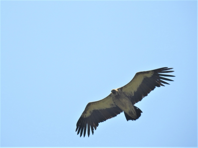 himalayan_vulture.JPG