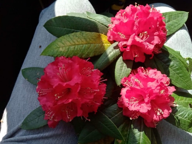 rhododendron.jpg