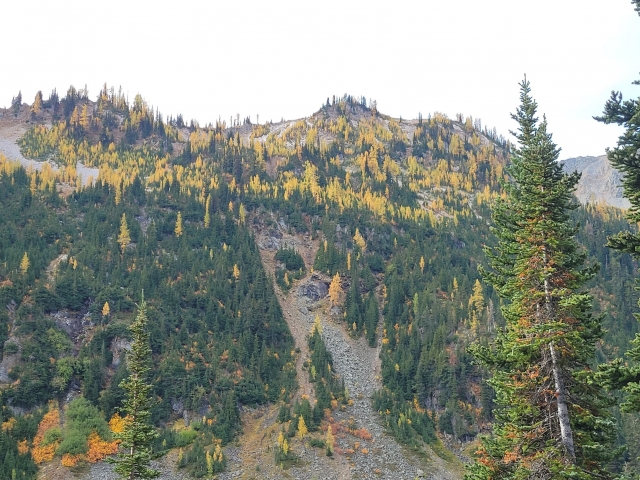 larches.jpg