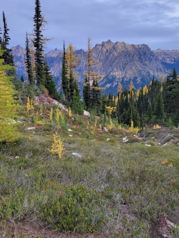 larches2.jpg