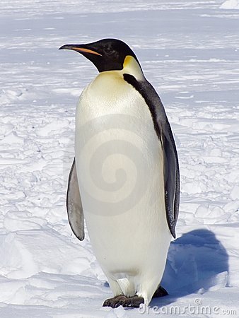 penguin-1.jpg